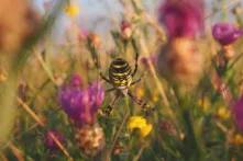 Eine Blumenwiese mit Insekten