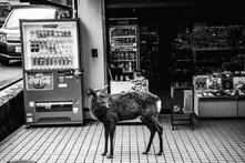 Schwarz-Weiß-Fotografie eines jungen Rehs, das auf einem gefliesten Bürgersteig vor einem Coca-Cola-Getränkeautomaten steht. Im Hintergrund ein Souvenirladen mit japanischsprachigen Schildern.