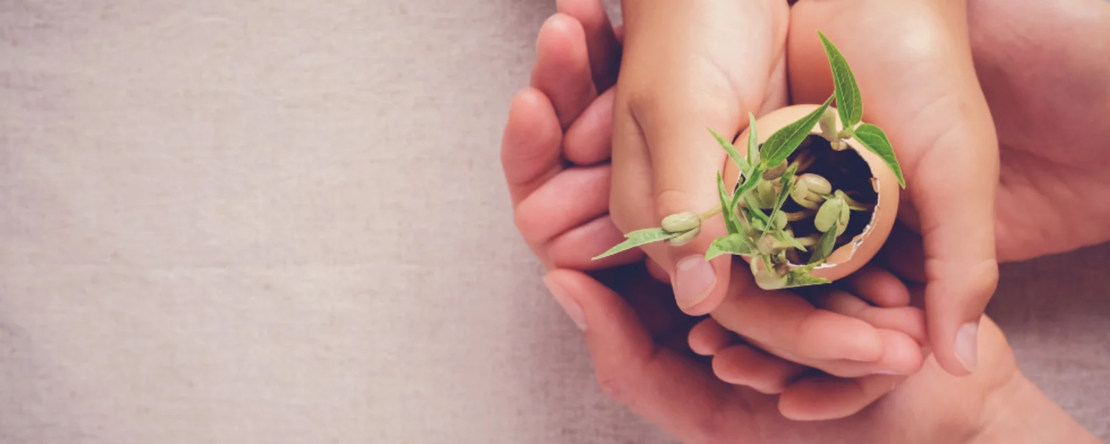 adult and child hands holding seedling plants in eggshells