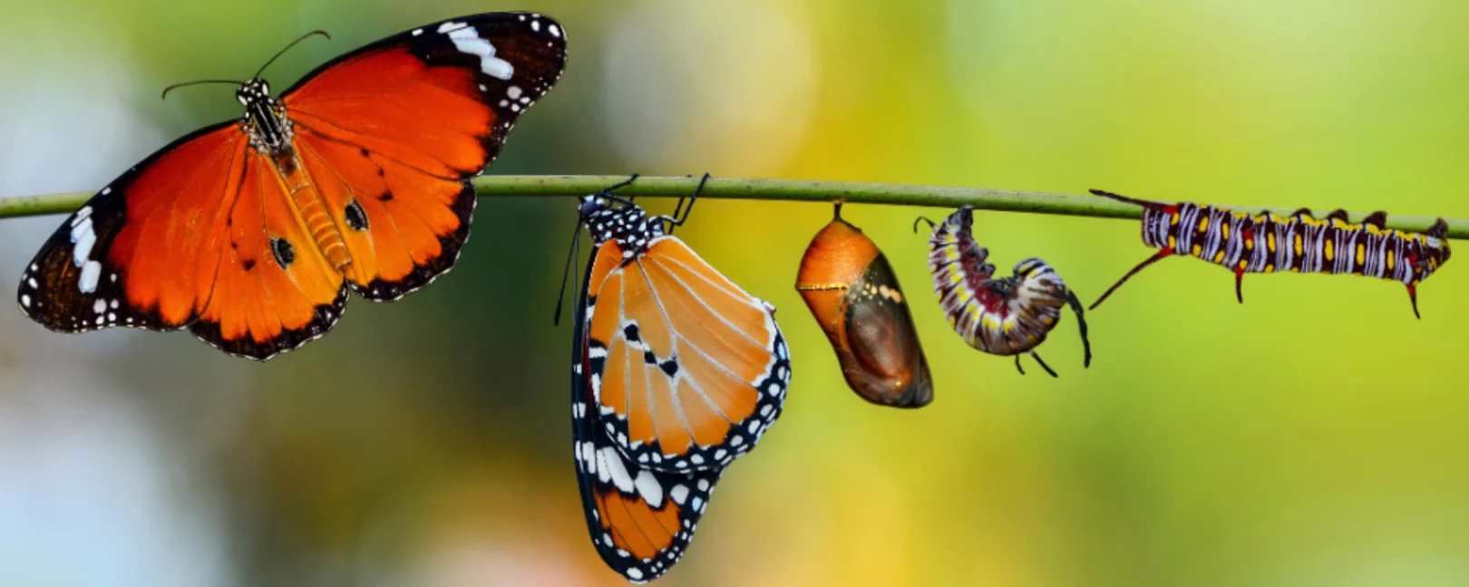 Vier Entwicklungsstadien eines Schmetterlings von der Raupe bis zum fertigen Falter hängen nebeneinander an einem Ast.