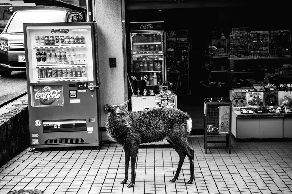 Schwarz-Weiß-Fotografie eines jungen Rehs, das auf einem gefliesten Bürgersteig vor einem Coca-Cola-Getränkeautomaten steht. Im Hintergrund ein Souvenirladen mit japanischsprachigen Schildern.