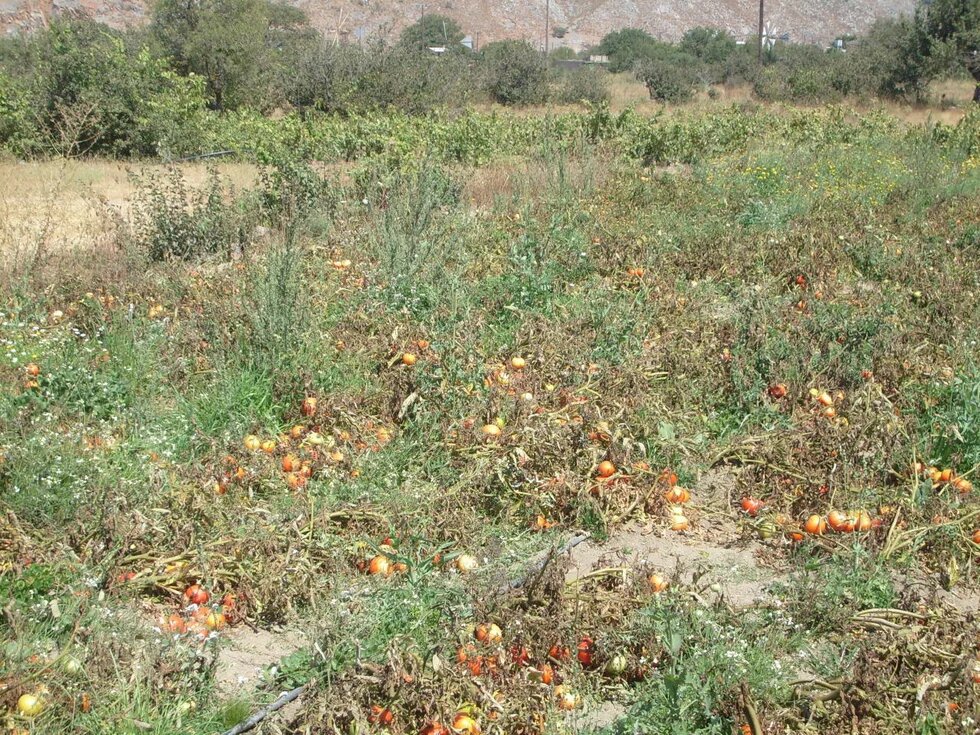 Tomatenfeld in Griechenland